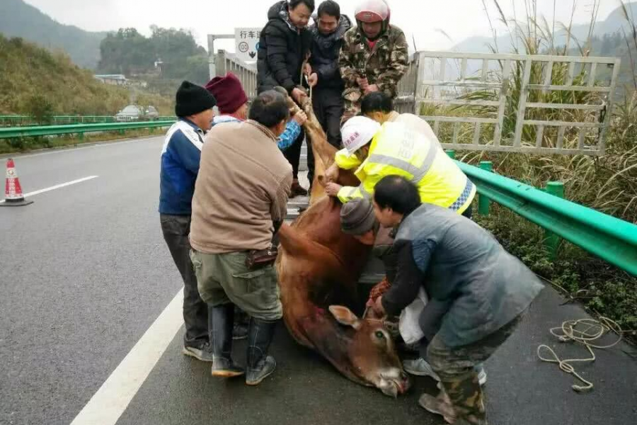 靖西高速：一头约300斤重的黄牛疯牛冲上高速路 警企合力排惊险…… - 靖西市·靖西网