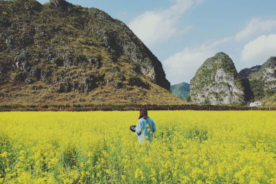 旧州油菜花——背景 - 靖西市·靖西网