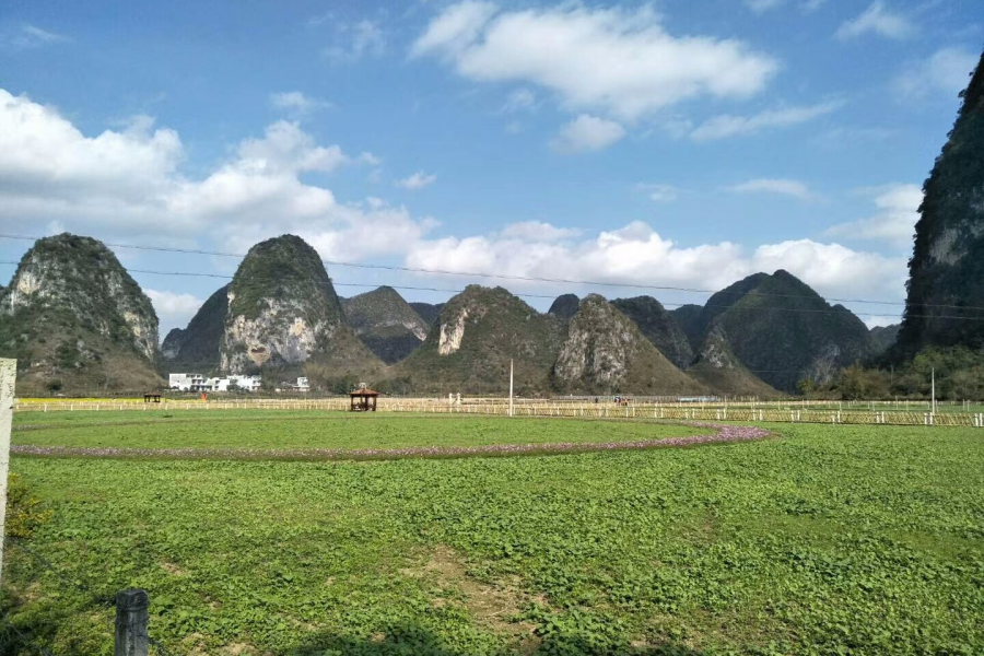 旧州油菜花——背景 - 靖西市·靖西网