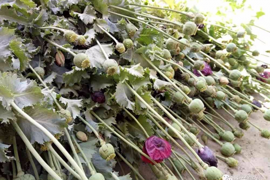 隆林无知阿奶种罂粟，是无知还是？种子哪里来呢？ - 靖西市·靖西网