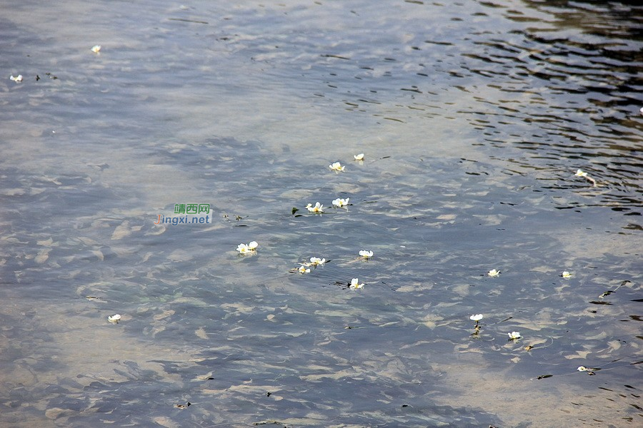 靖西海菜花之殇 - 靖西市·靖西网