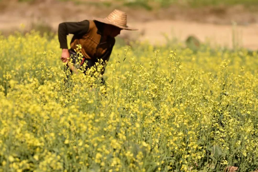 抽水后的龙潭依旧很美··········· - 靖西市·靖西网