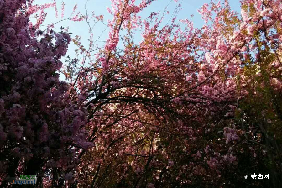 随手一拍，处处是美景 - 靖西市·靖西网