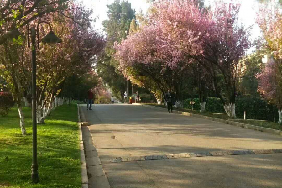 随手一拍，处处是美景 - 靖西市·靖西网