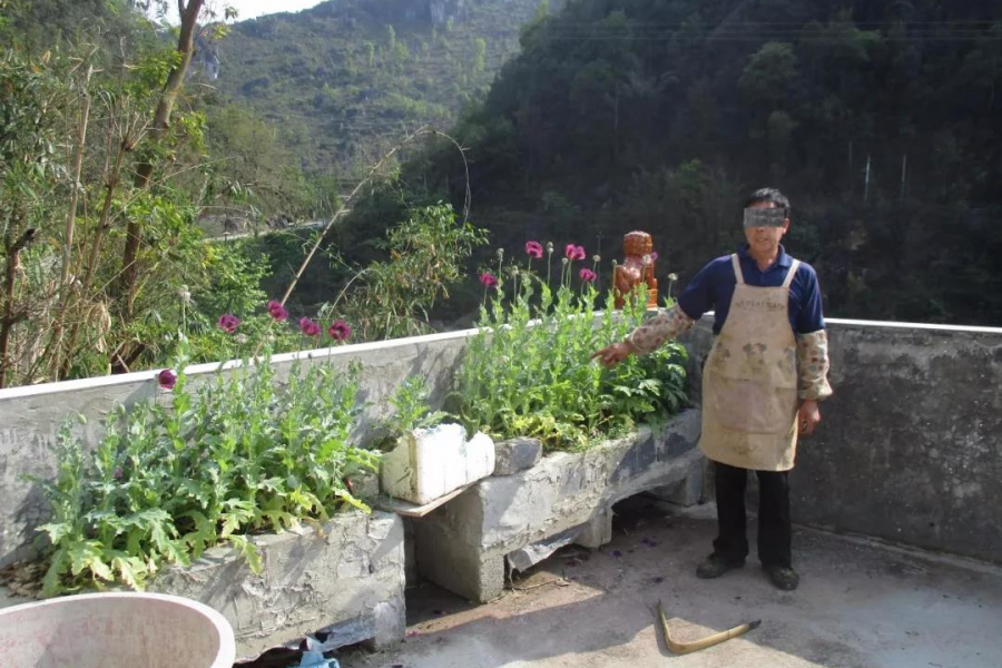 靖西警方查处一起非法种植毒品罂粟案件 铲除植物罂粟115株 - 靖西市·靖西网