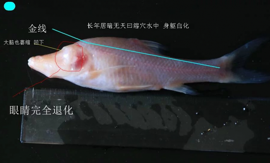 盲鱼保护区？靖西金线鲅？！！ - 靖西市·靖西网