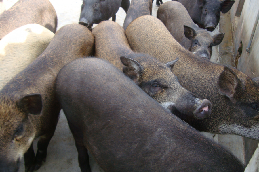 对不起去二师兄：猪肉大降价！！！！ - 靖西市·靖西网