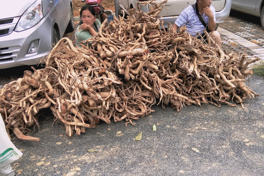 小朋友也逛药市 - 靖西市·靖西网