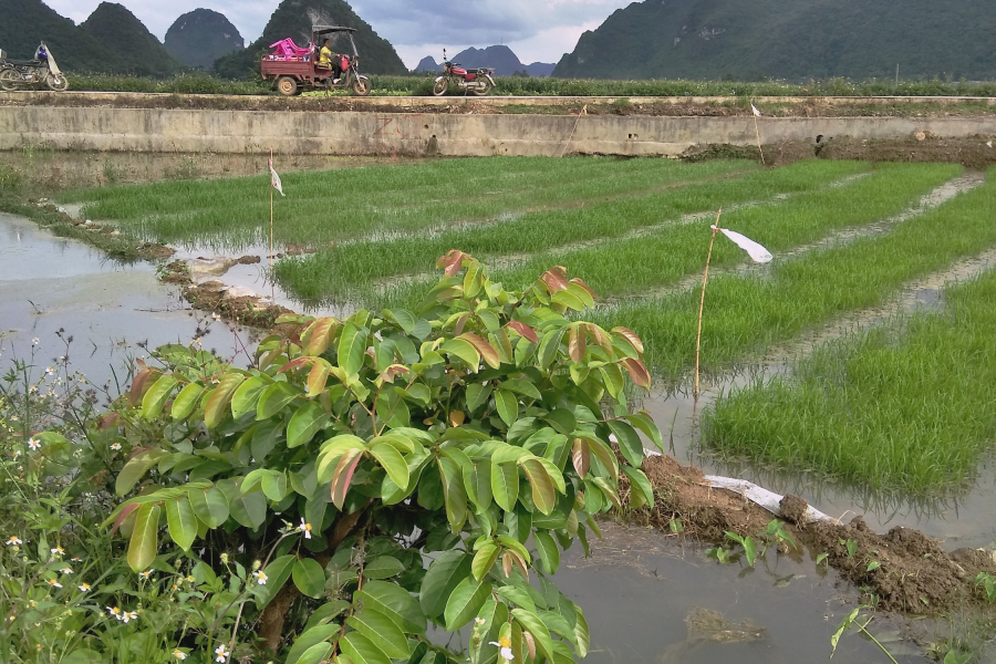 庞凌河的呼喊一一图片报告 - 靖西市·靖西网