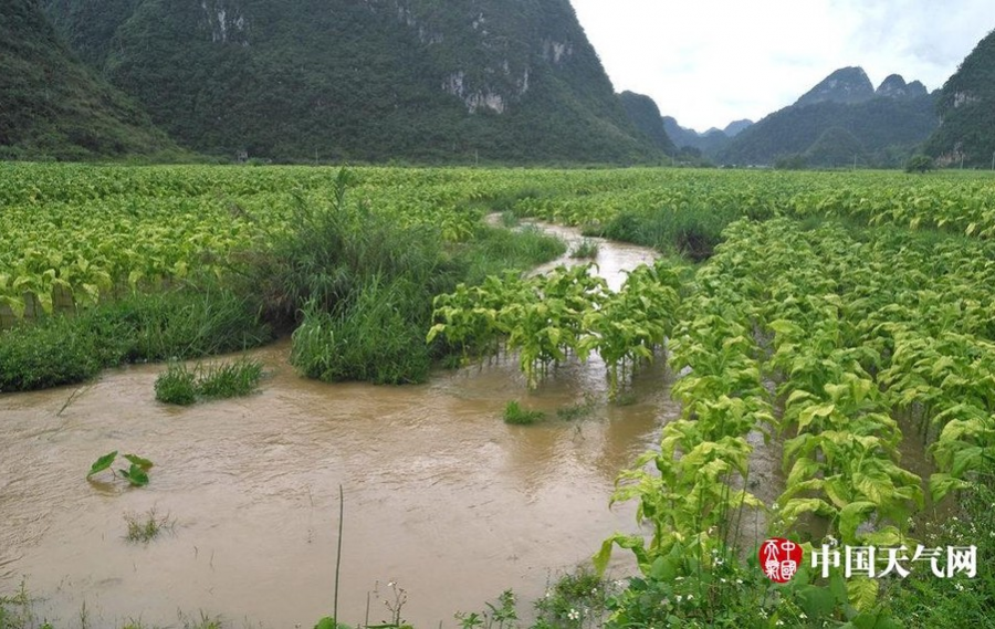 大暴雨夜袭靖西 河流水位暴涨农田被淹 - 靖西市·靖西网
