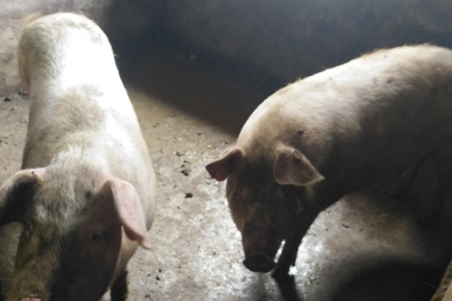 正宗本地农村散养土猪肉 - 靖西市·靖西网