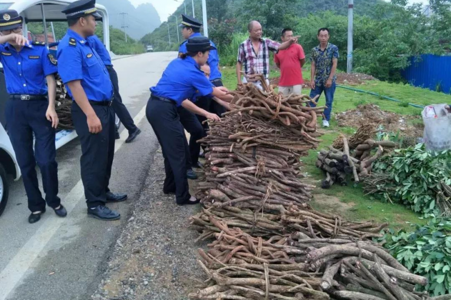靖西城管端午驻守乐活城 为中国·靖西端午药市护航 - 靖西市·靖西网