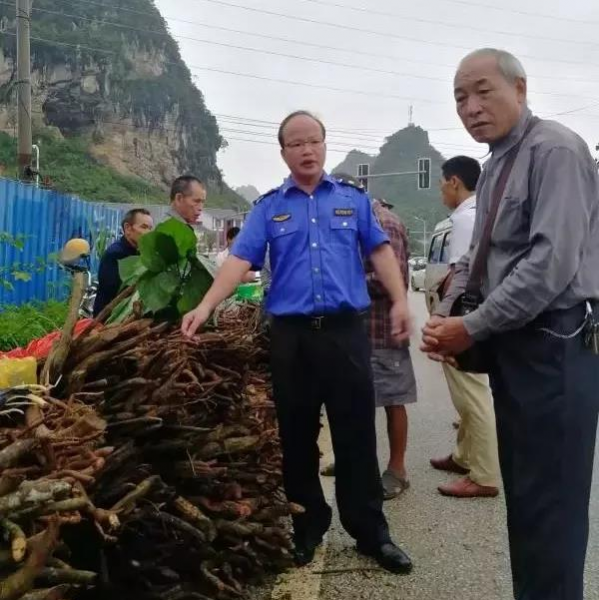 靖西城管端午驻守乐活城 为中国·靖西端午药市护航 - 靖西市·靖西网