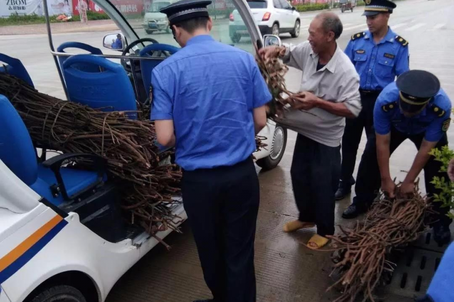 靖西城管端午驻守乐活城 为中国·靖西端午药市护航 - 靖西市·靖西网
