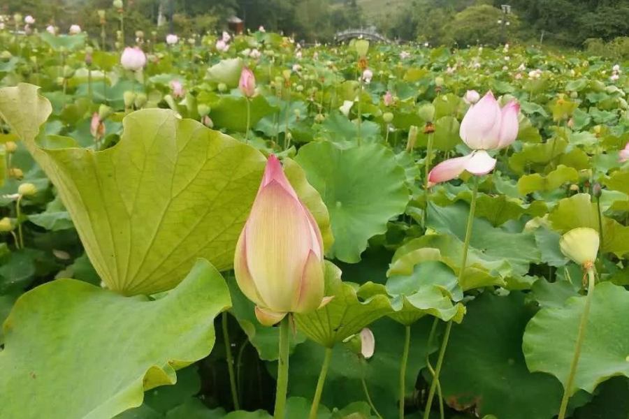 鹅泉的荷花已开，你何时去看？ - 靖西市·靖西网