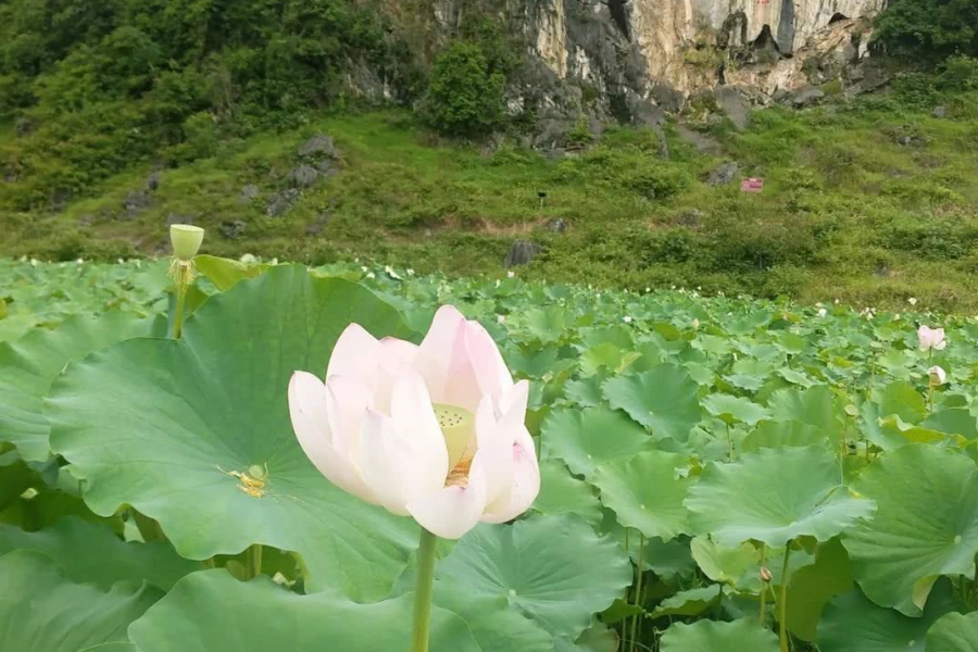 鹅泉的荷花已开，你何时去看？ - 靖西市·靖西网