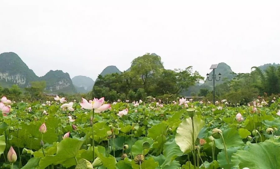 鹅泉的荷花已开，你何时去看？ - 靖西市·靖西网