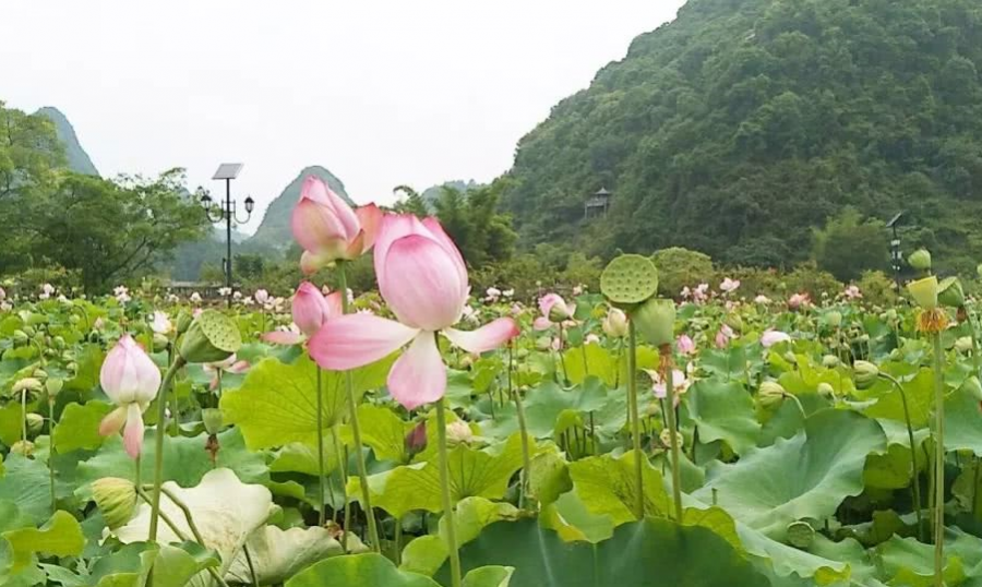 鹅泉的荷花已开，你何时去看？ - 靖西市·靖西网