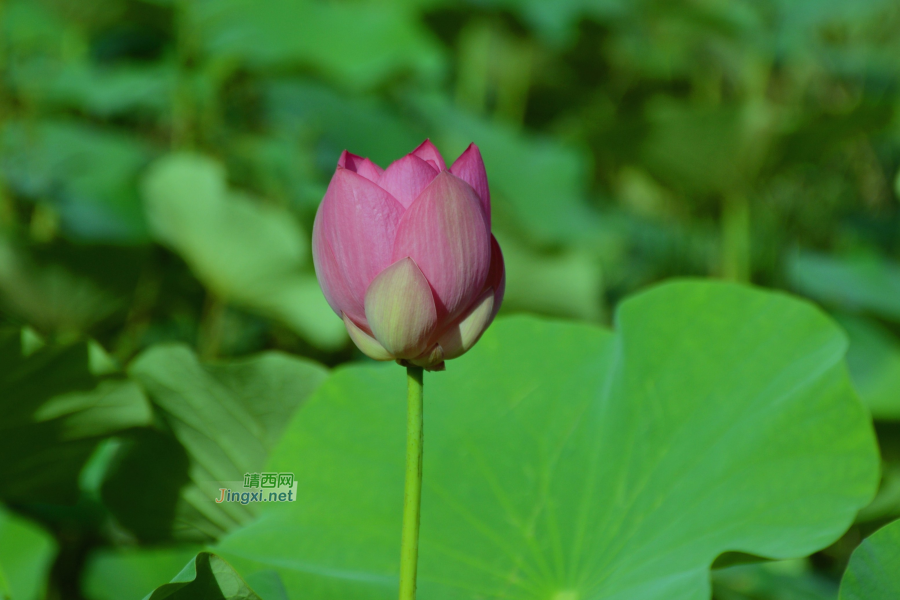 又到荷花季，醉美赏莲时。 - 靖西市·靖西网