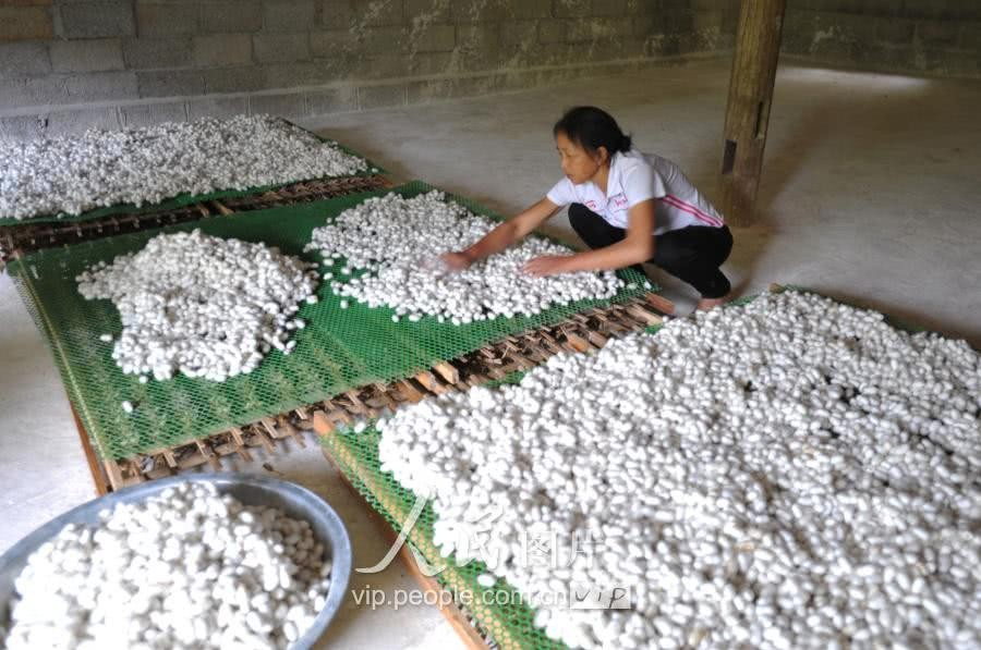 广西靖西：蚕宝宝助推山区群众脱贫奔富路 - 靖西市·靖西网