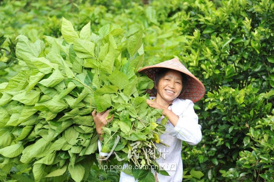 广西靖西：蚕宝宝助推山区群众脱贫奔富路 - 靖西市·靖西网