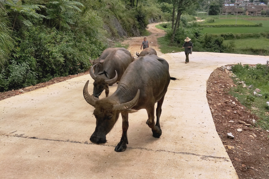 现在的农村为什么很少看到耕牛了？ - 靖西市·靖西网