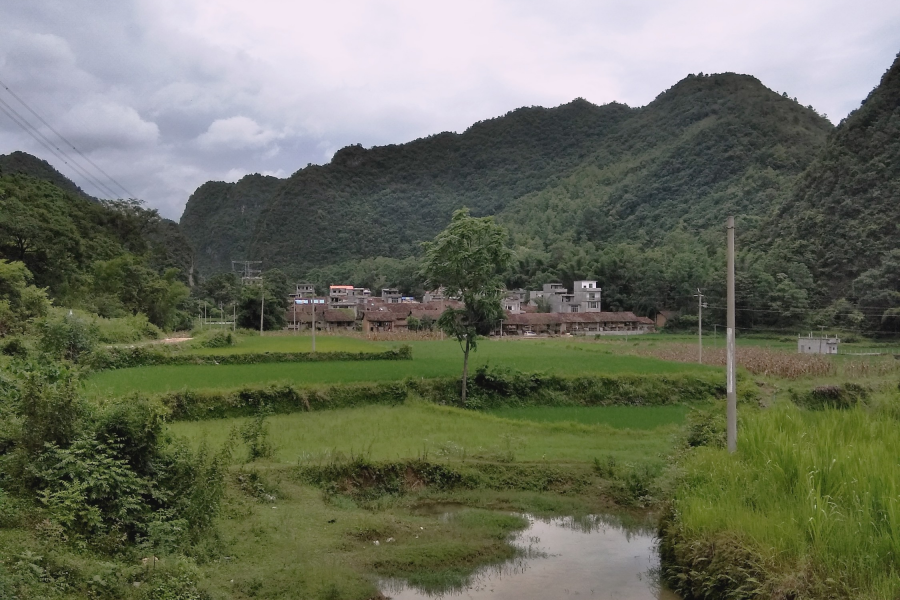 现在的农村为什么很少看到耕牛了？ - 靖西市·靖西网