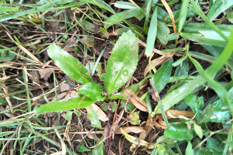 范香菜，以侵略者为名的香菜，求公凹科普。 - 靖西市·靖西网