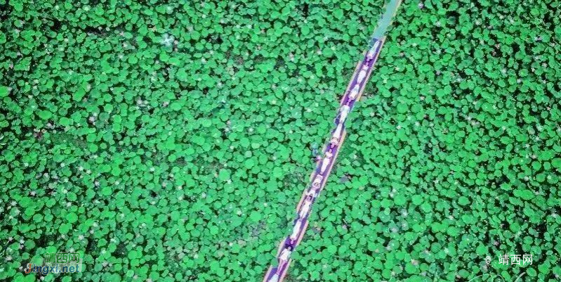 靖西“网红”荷花图都在这了 - 靖西市·靖西网