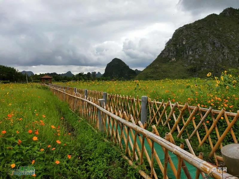 靖西这地方百花争艳，亲们约吗？ - 靖西市·靖西网