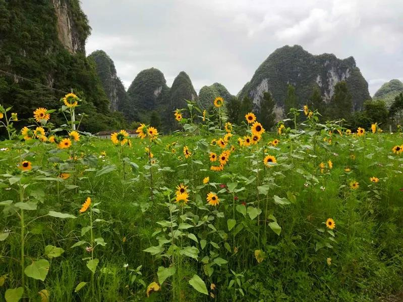 靖西这地方百花争艳，亲们约吗？ - 靖西市·靖西网