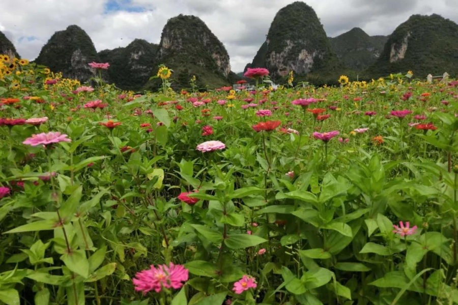 靖西这地方百花争艳，亲们约吗？ - 靖西市·靖西网