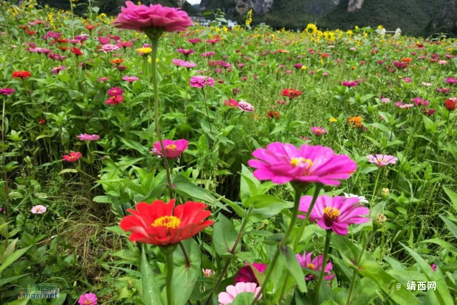 靖西这地方百花争艳，亲们约吗？ - 靖西市·靖西网