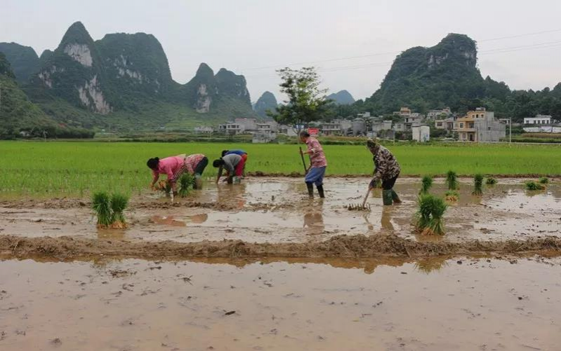 靖西化峒镇又是一年插秧农忙时！ - 靖西市·靖西网