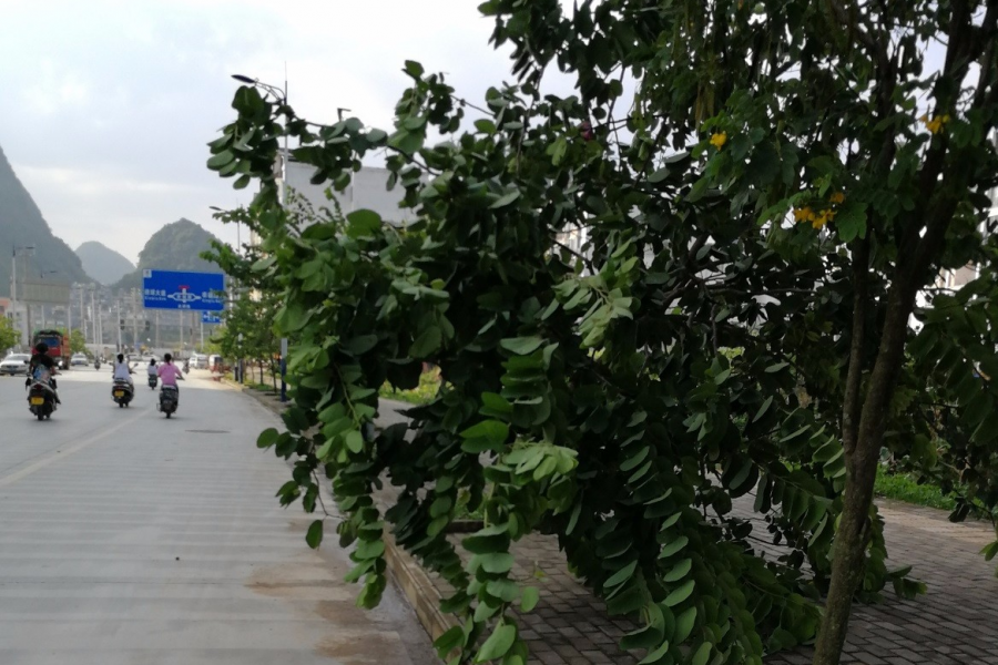 一阵狂风暴雨，把靖西龙潭路的树给吹倒了 - 靖西市·靖西网