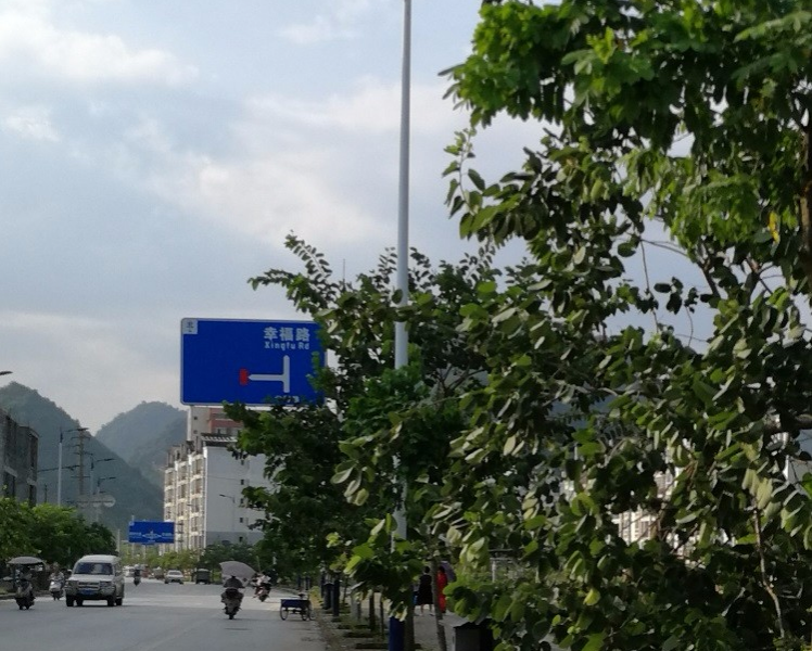 一阵狂风暴雨，把靖西龙潭路的树给吹倒了 - 靖西市·靖西网