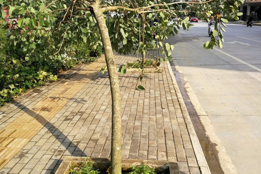 一阵狂风暴雨，把靖西龙潭路的树给吹倒了 - 靖西市·靖西网