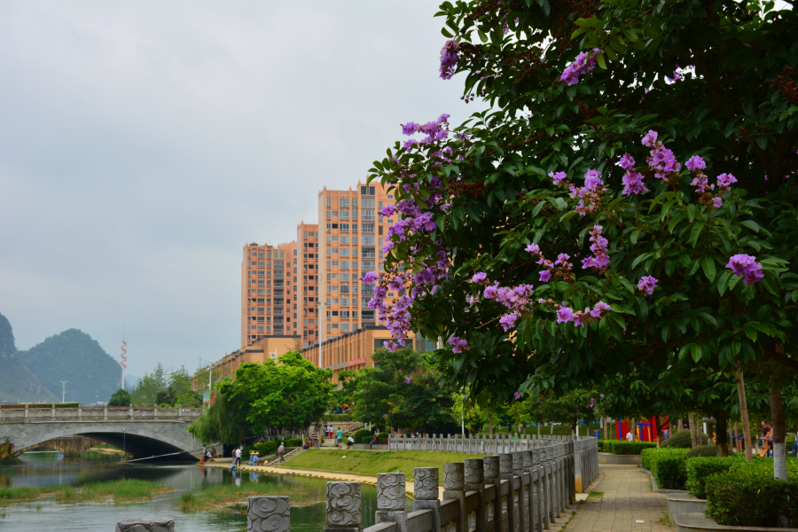 龙潭河的夏日之晨 - 靖西市·靖西网