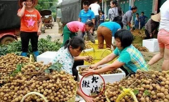 靖西的龙眼有多贵？这里的龙眼遭遇“跳楼价”.... - 靖西市·靖西网