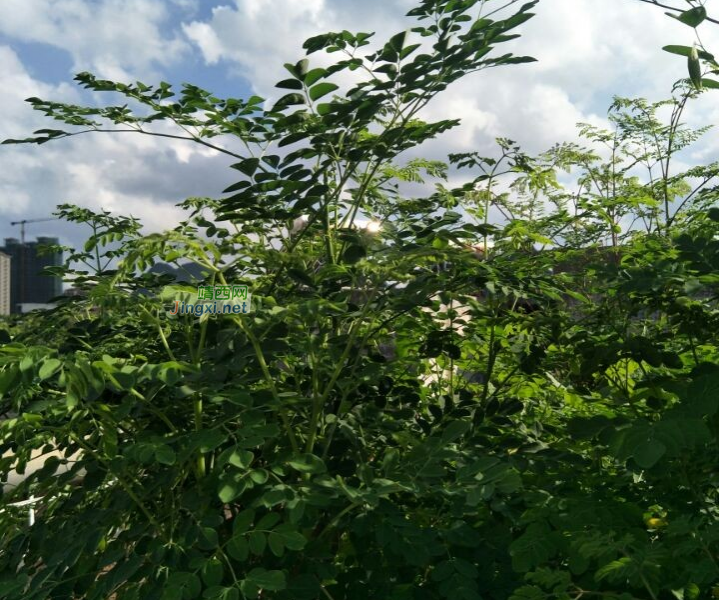 超低价出售几颗辣木籽树，大小都有。 - 靖西市·靖西网