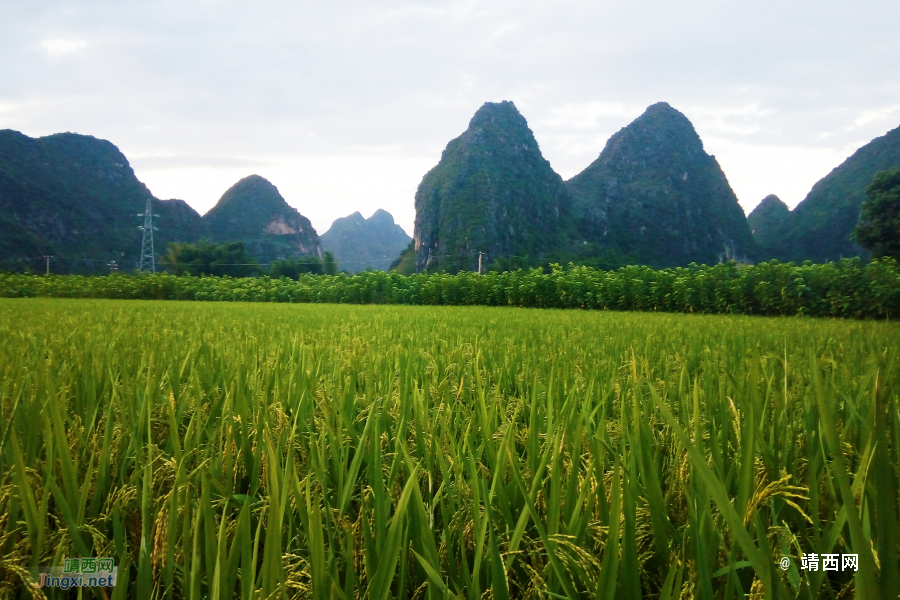 广西靖西市独有的风光美景，及县设立县级靖西市的介绍 - 靖西市·靖西网