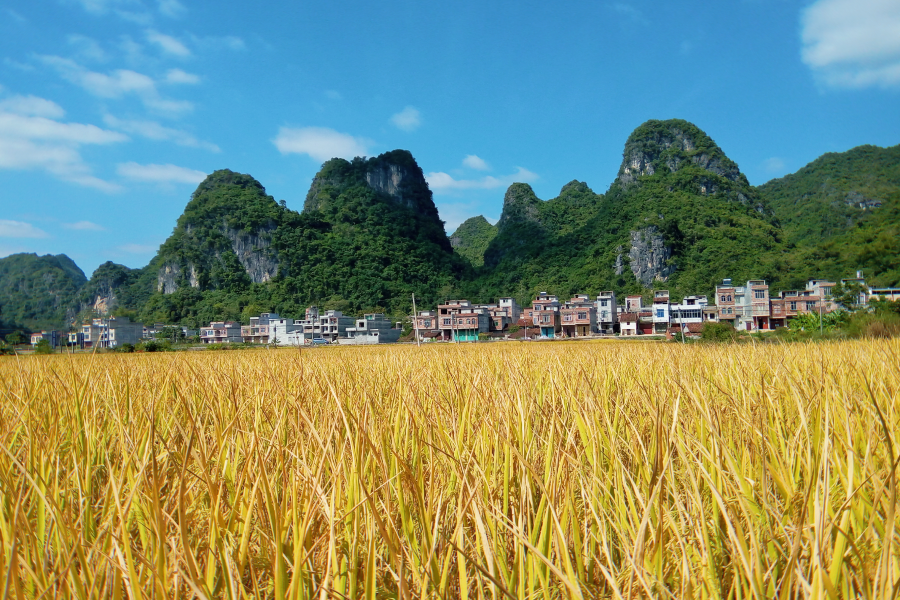 广西靖西市独有的风光美景，及县设立县级靖西市的介绍 - 靖西市·靖西网