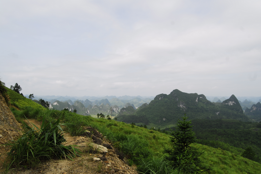 五岭林场，森林公园的三大危险地方，有马蜂窝，你都记住了吗？ - 靖西市·靖西网