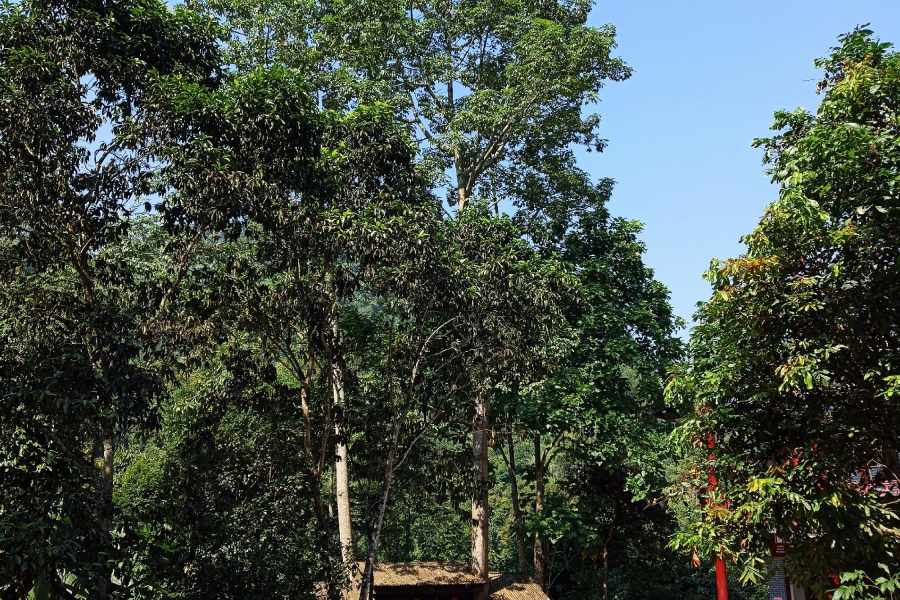 国庆期间通灵大峡谷游客蜂拥而来 - 靖西市·靖西网