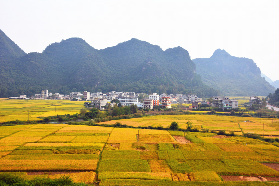 金秋十月，美丽田园 - 靖西市·靖西网