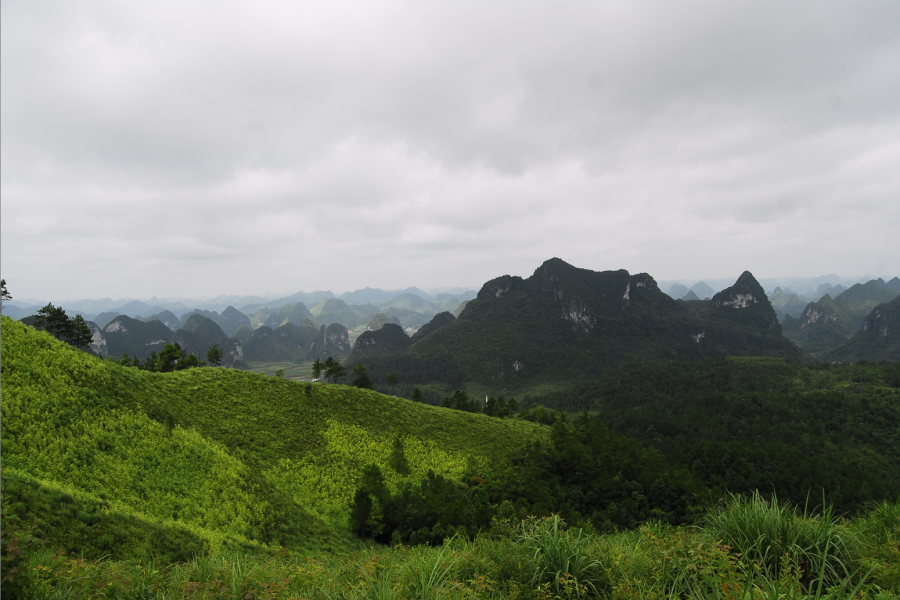 五岭林场，森林公园的三大危险地方，有马蜂窝，你都记住了吗？ - 靖西市·靖西网