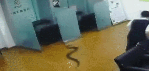 2米长、15斤重的大蛇“从天而降”！事发南宁某银行 - 靖西市·靖西网