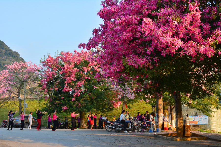 激动！我在靖西龙潭亲吻来自巴西的美人 - 靖西市·靖西网