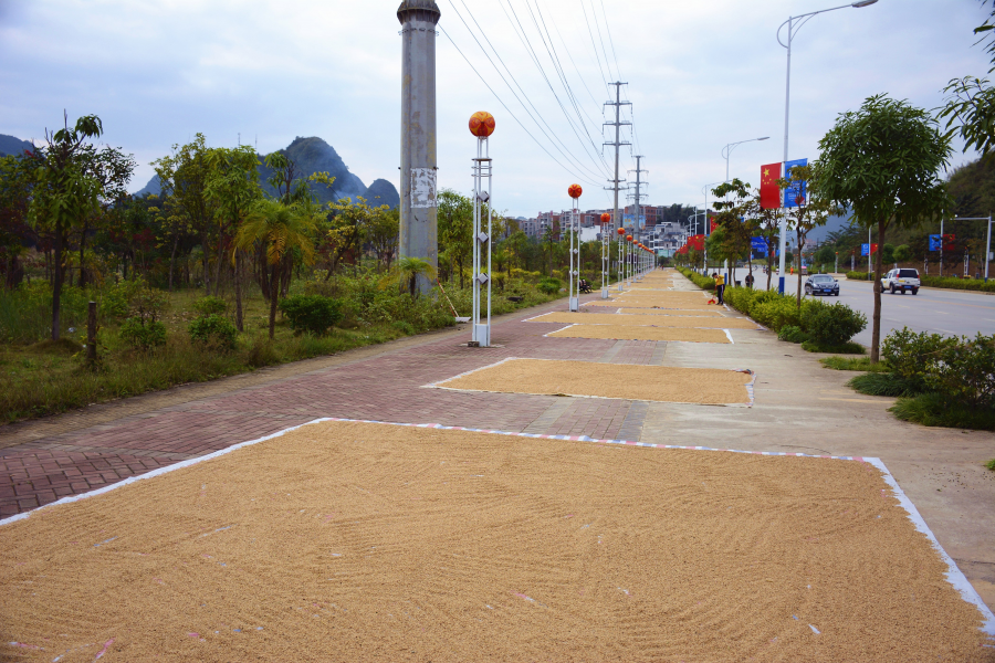 金秋十月，美丽田园 - 靖西市·靖西网