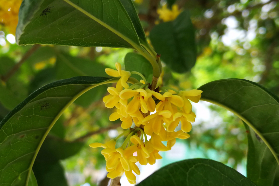 桂花，再一次香飘整个靖西上空 - 靖西市·靖西网